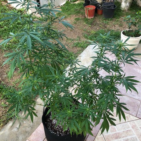 White Widow growlog timeline photo