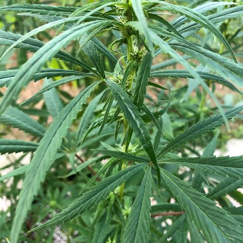White Widow growlog timeline photo