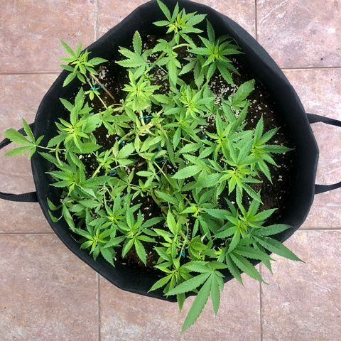 Gorilla Glue growlog timeline photo