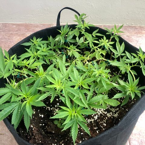 Gorilla Glue growlog timeline photo