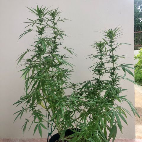 White Widow growlog timeline photo