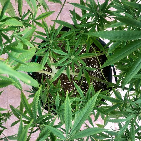White Widow growlog timeline photo