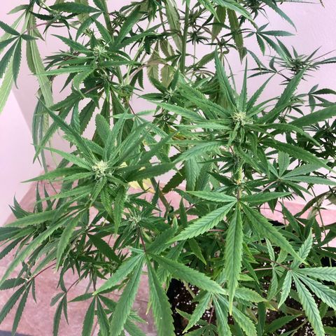 White Widow growlog timeline photo