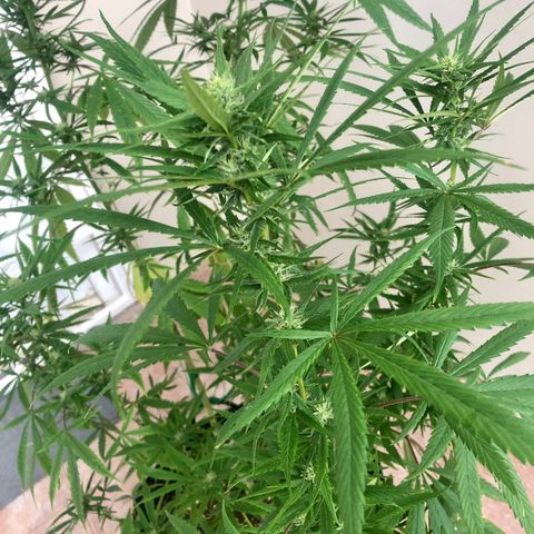 White Widow growlog timeline photo