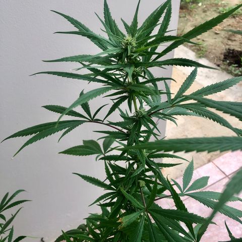 White Widow growlog timeline photo