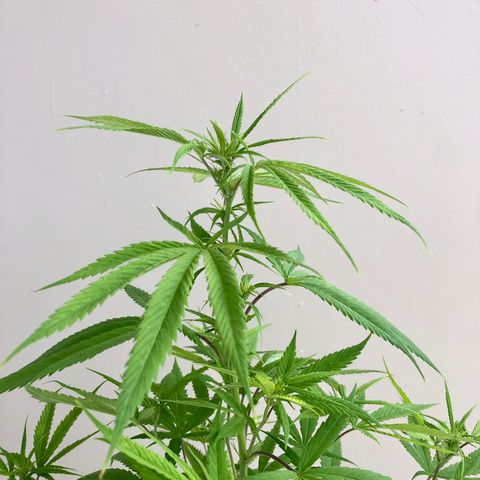 Royal Haze Ahmed growlog timeline photo
