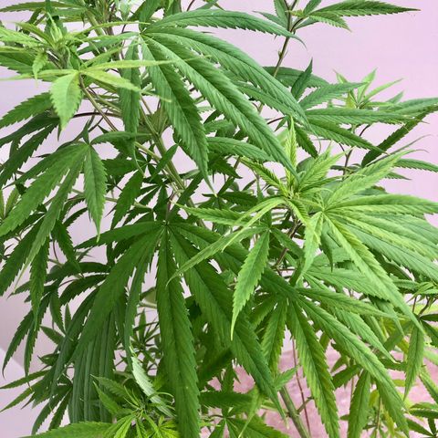 Royal Haze Ahmed growlog timeline photo