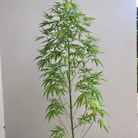 Royal Haze Ahmed growlog timeline photo
