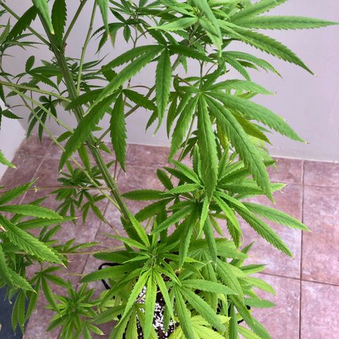 Royal Haze Ahmed growlog timeline photo