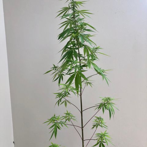 Royal Haze Mario growlog timeline photo
