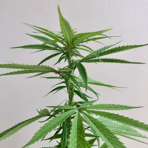 Royal Haze Mario growlog timeline photo