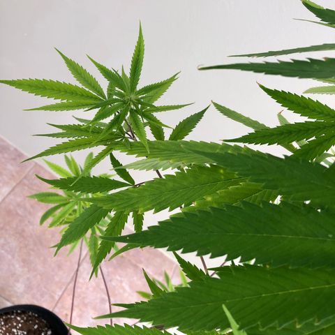 Royal Haze Mario growlog timeline photo