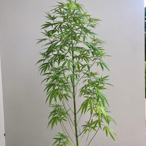 Royal Haze Ahmed growlog timeline photo