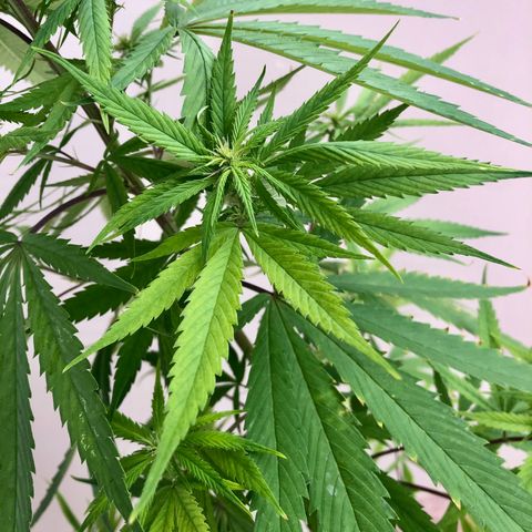 Royal Haze Mario growlog timeline photo