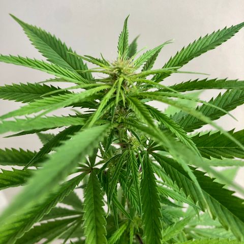 Royal Haze Mario growlog timeline photo