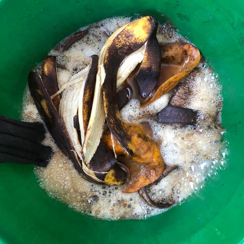 Gorilla Glue growlog photo: Banana Peel, Mango Skin and Bat Guano Tea