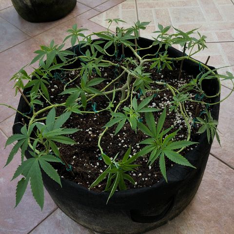 Gorilla Glue growlog timeline photo