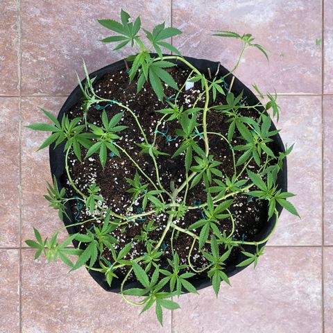 Gorilla Glue growlog timeline photo