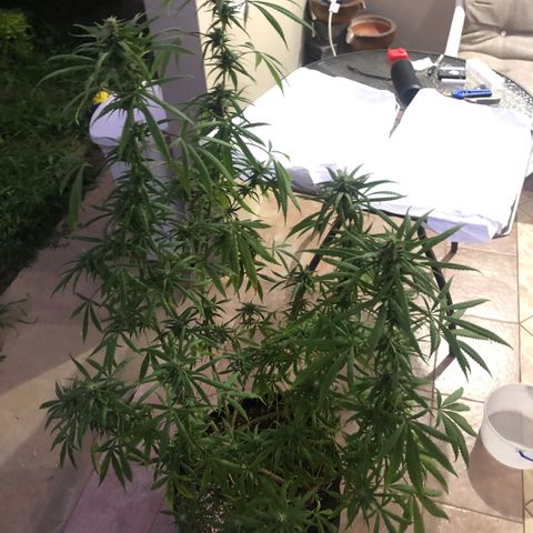 White Widow growlog timeline photo