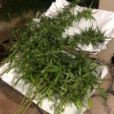 White Widow growlog timeline photo
