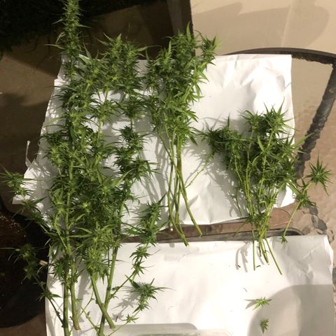 White Widow growlog timeline photo
