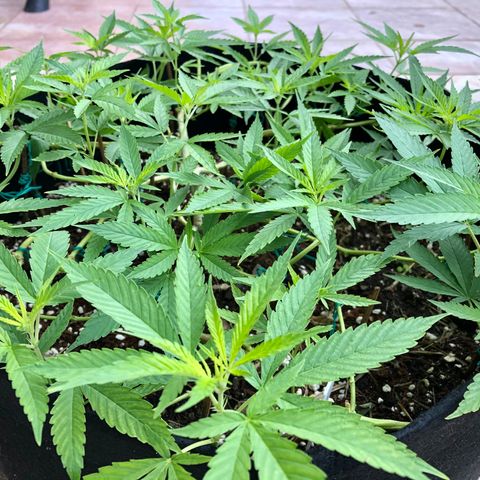 Gorilla Glue growlog timeline photo