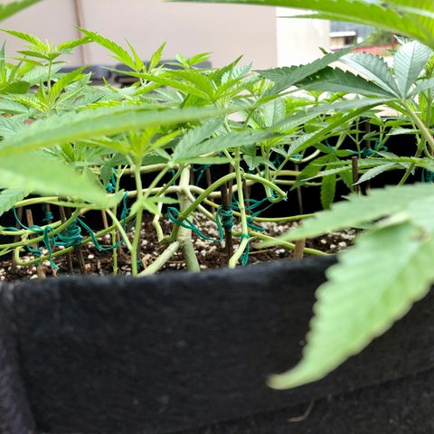 Gorilla Glue growlog timeline photo