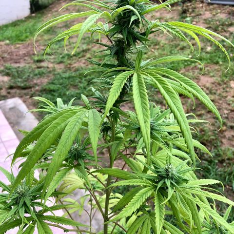 Royal Haze Ahmed growlog timeline photo