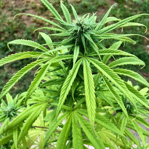 Royal Haze Ahmed growlog timeline photo