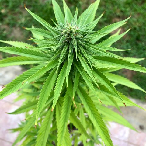 Royal Haze Mario growlog timeline photo