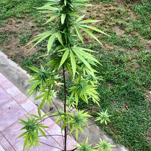 Royal Haze Mario growlog timeline photo