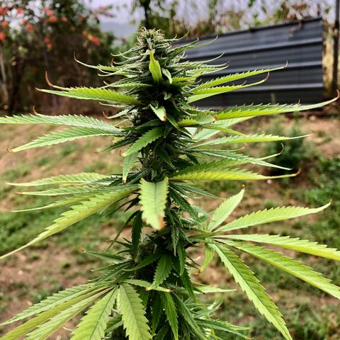 Royal Haze Mario growlog timeline photo