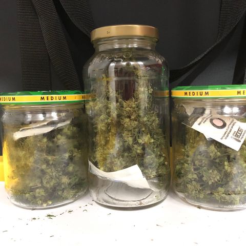 White Widow growlog timeline photo