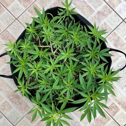 Gorilla Glue growlog timeline photo