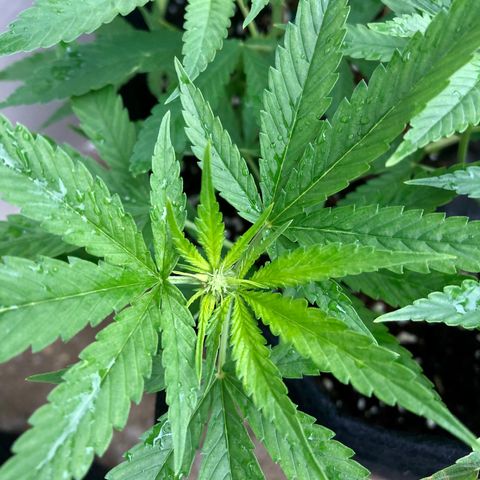 Gorilla Glue growlog timeline photo