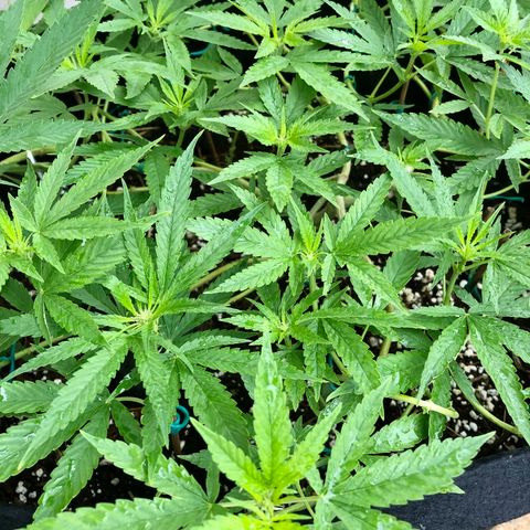 Gorilla Glue growlog timeline photo