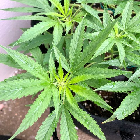 Gorilla Glue growlog timeline photo