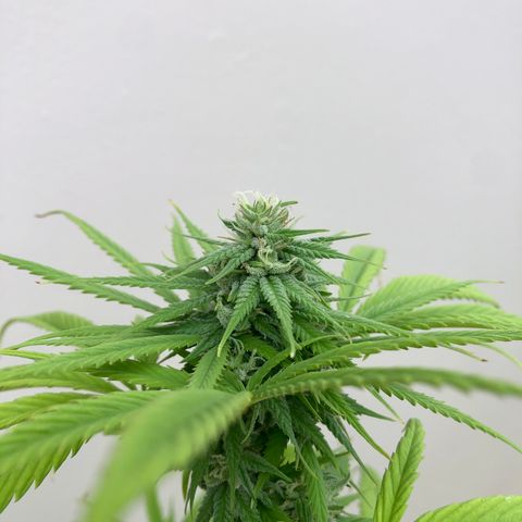 Royal Haze Ahmed growlog timeline photo