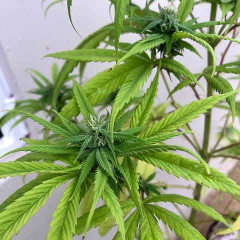Royal Haze Ahmed growlog timeline photo