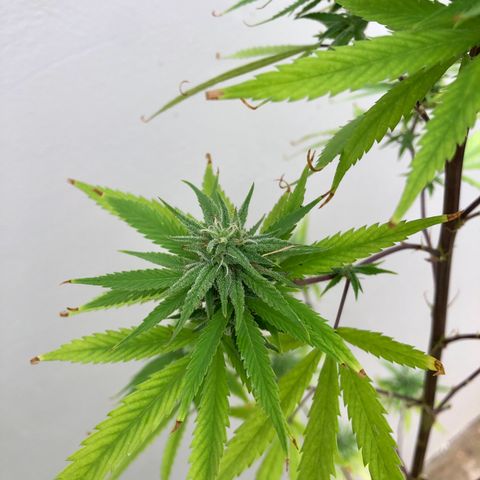Royal Haze Mario growlog timeline photo