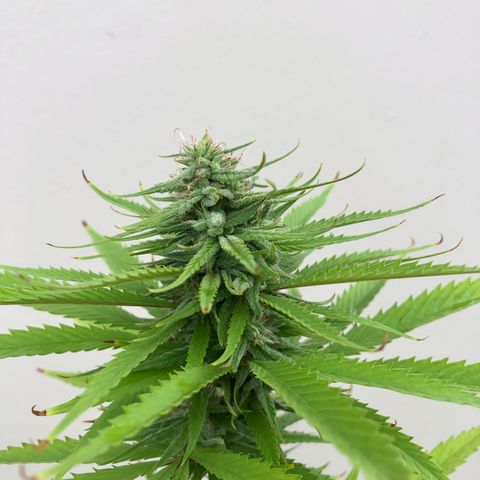 Royal Haze Mario growlog timeline photo
