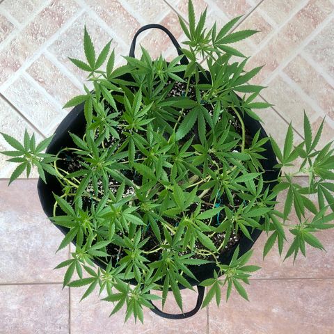 Gorilla Glue growlog timeline photo