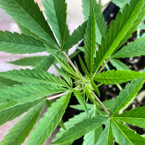 Gorilla Glue growlog timeline photo