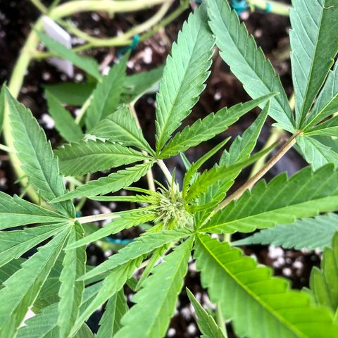 Gorilla Glue growlog timeline photo