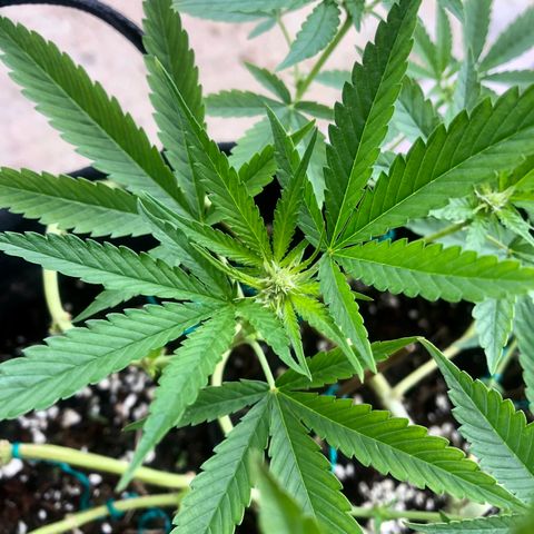 Gorilla Glue growlog timeline photo