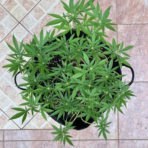 Gorilla Glue growlog timeline photo