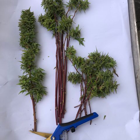 Royal Haze Mario growlog timeline photo