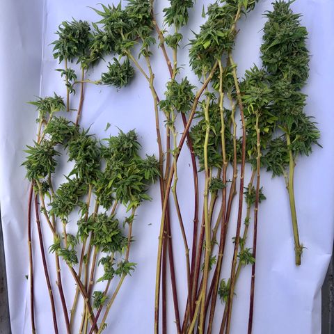 Royal Haze Ahmed growlog timeline photo