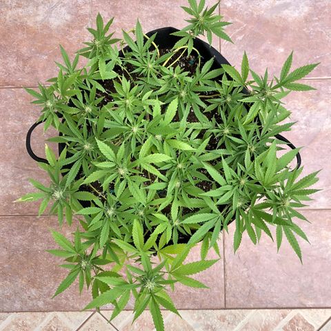 Gorilla Glue growlog timeline photo