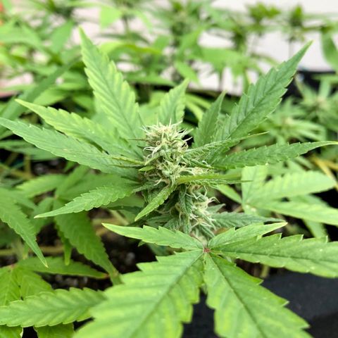 Gorilla Glue growlog timeline photo